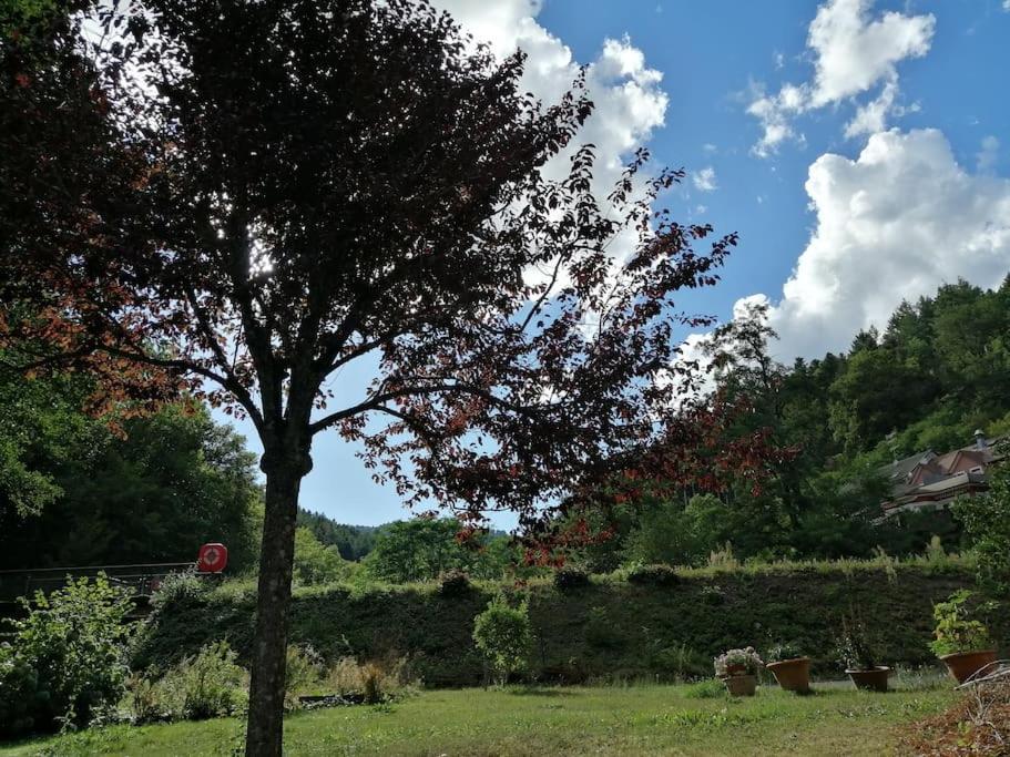Entier Dans Un Ecrin De Verdure Thann